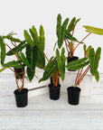 Philodendron billietiae