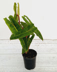 Philodendron billietiae