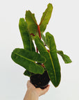 Philodendron billietiae