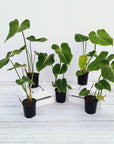 Philodendron gloriosum