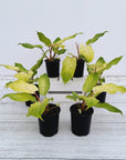 Philodendron pinnatifidum Snowdrift