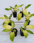 Philodendron pinnatifidum Snowdrift