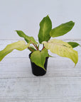 Philodendron pinnatifidum Snowdrift