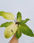 Philodendron pinnatifidum Snowdrift