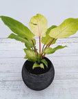 Philodendron pinnatifidum Snowdrift
