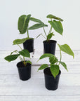 Anthurium veitchii