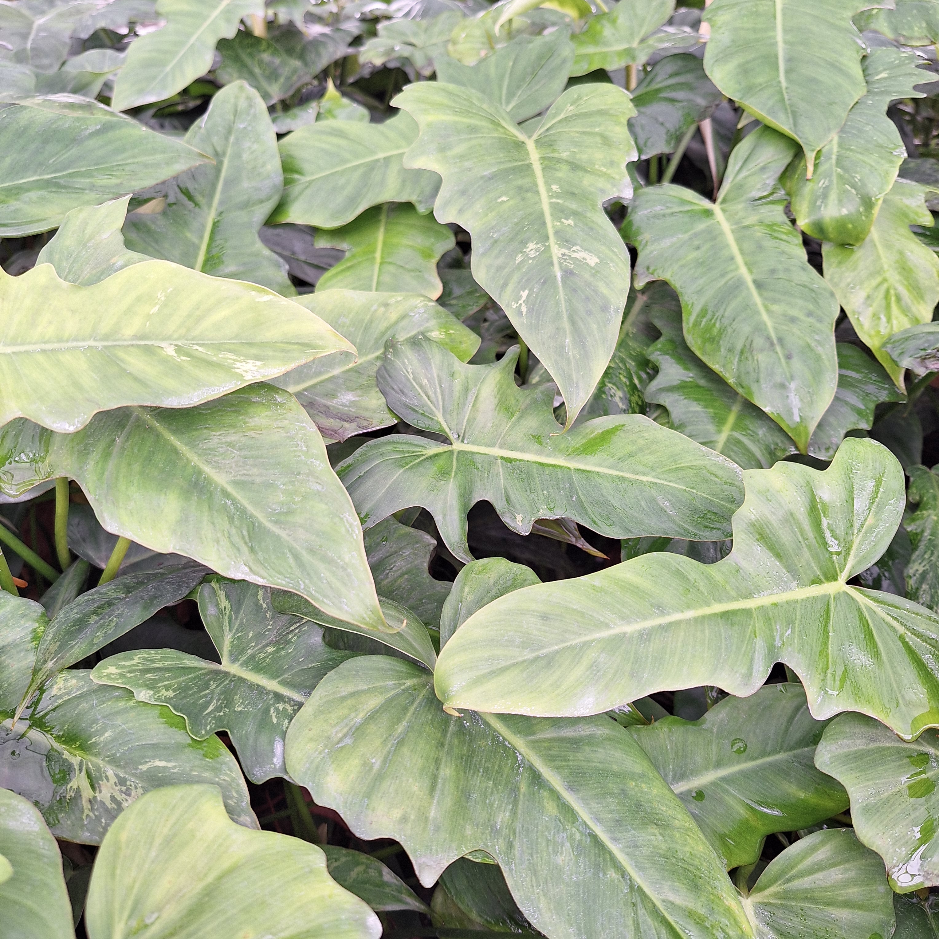 philodendron lime fiddle Philodendron minarum Lime Fiddle