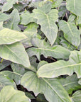 Philodendron minarum Lime Fiddle