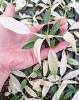 Philodendron pedatum 'Florida Ghost' - Bare Bottom Baby