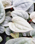 Anthurium Luxurians - Bare Bottom Baby