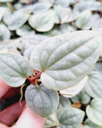 Anthurium Luxurians - Bare Bottom Baby