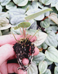 Anthurium Luxurians - Bare Bottom Baby