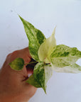 Anthurium hookeri NOID - Bare bottom baby