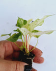 Anthurium hookeri NOID - Bare bottom baby