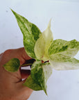 Anthurium hookeri NOID - Bare bottom baby