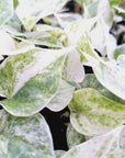 Anthurium hookeri NOID - Bare bottom baby