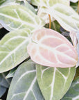 Anthurium Crystallinum X regale - Bare Bottom Baby