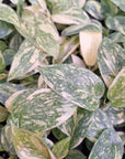 Philodendron green Congo variegata (Nuclear) -Bare Bottom Baby