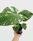 Monstera deliciosa Thai Constellation