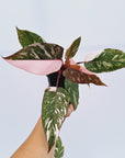 Philodendron erubescens 'Pink Princess Galaxy Marble'