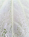 Anthurium Papillilaminum