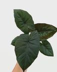 Alocasia macrorrhizos 'plumbea Variegata' Reverted - Perfectly Imperfect Plants