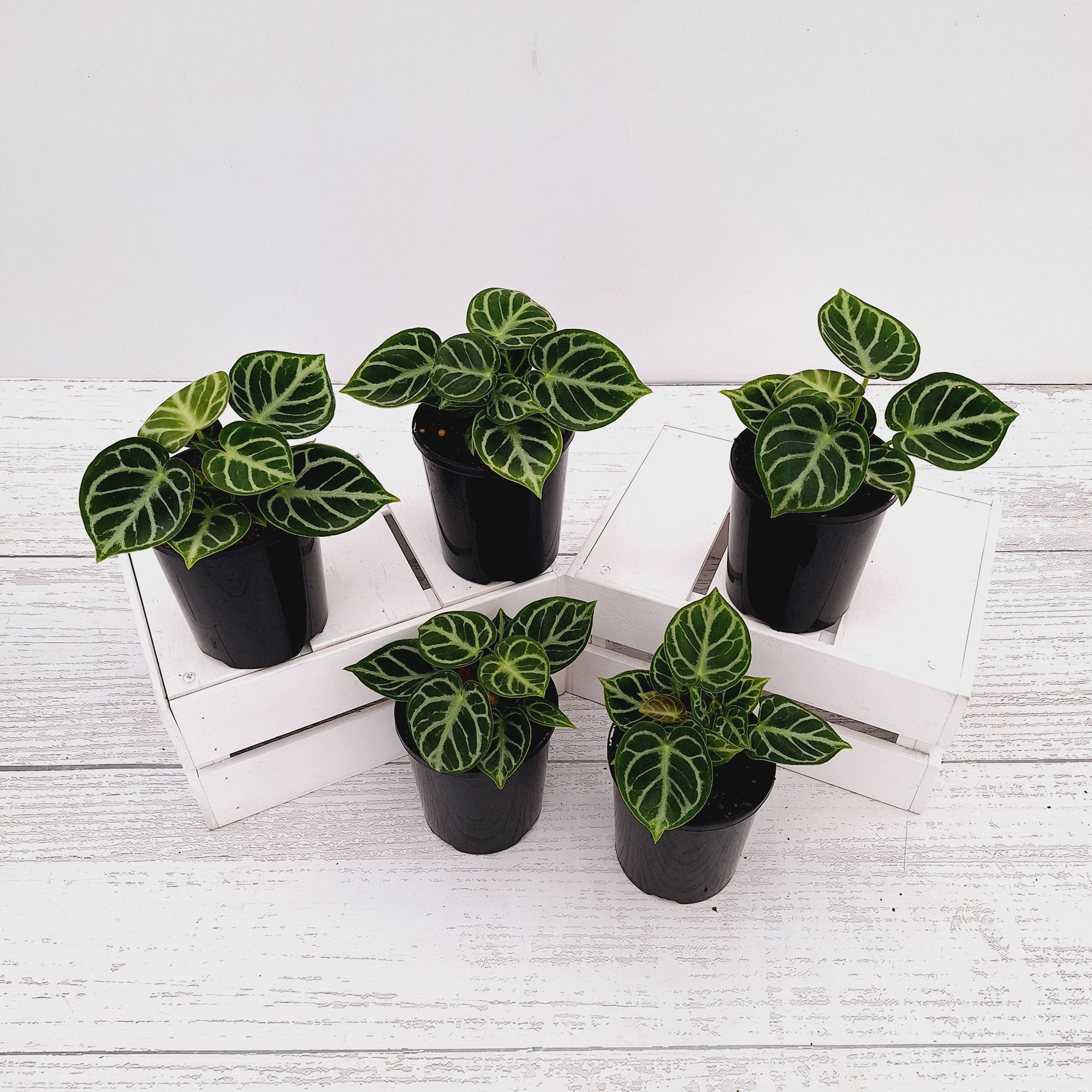 Anthurium 'Dorayaki'