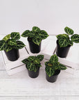 Anthurium Dorayaki