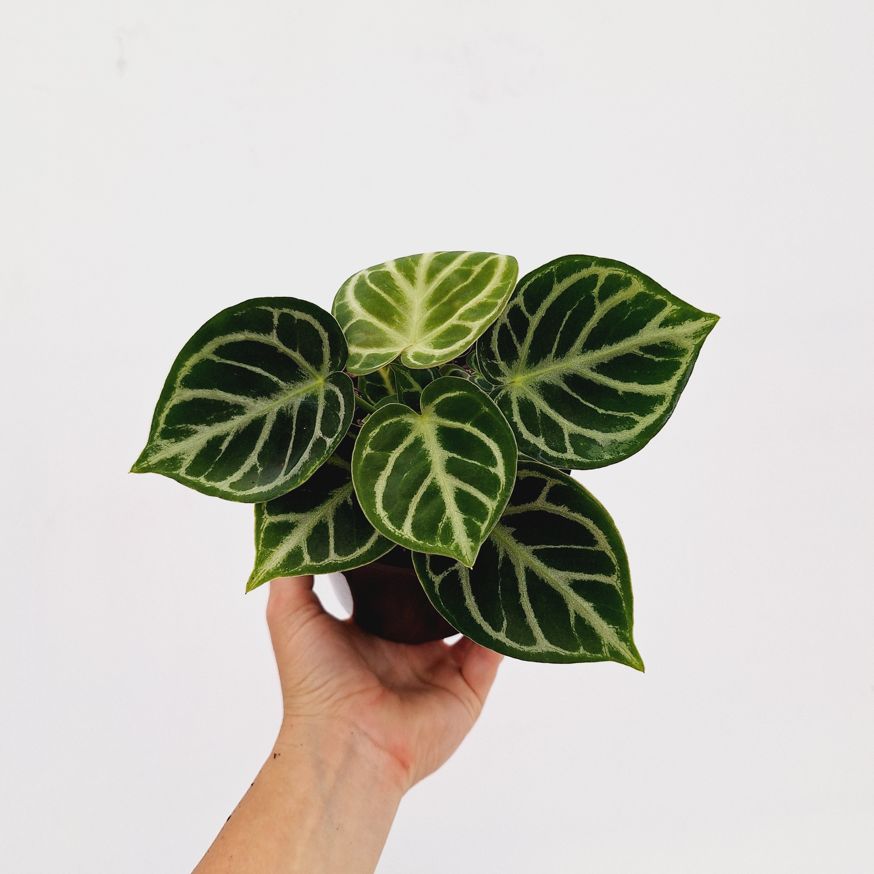 Anthurium 'Dorayaki'
