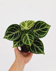 Anthurium Dorayaki