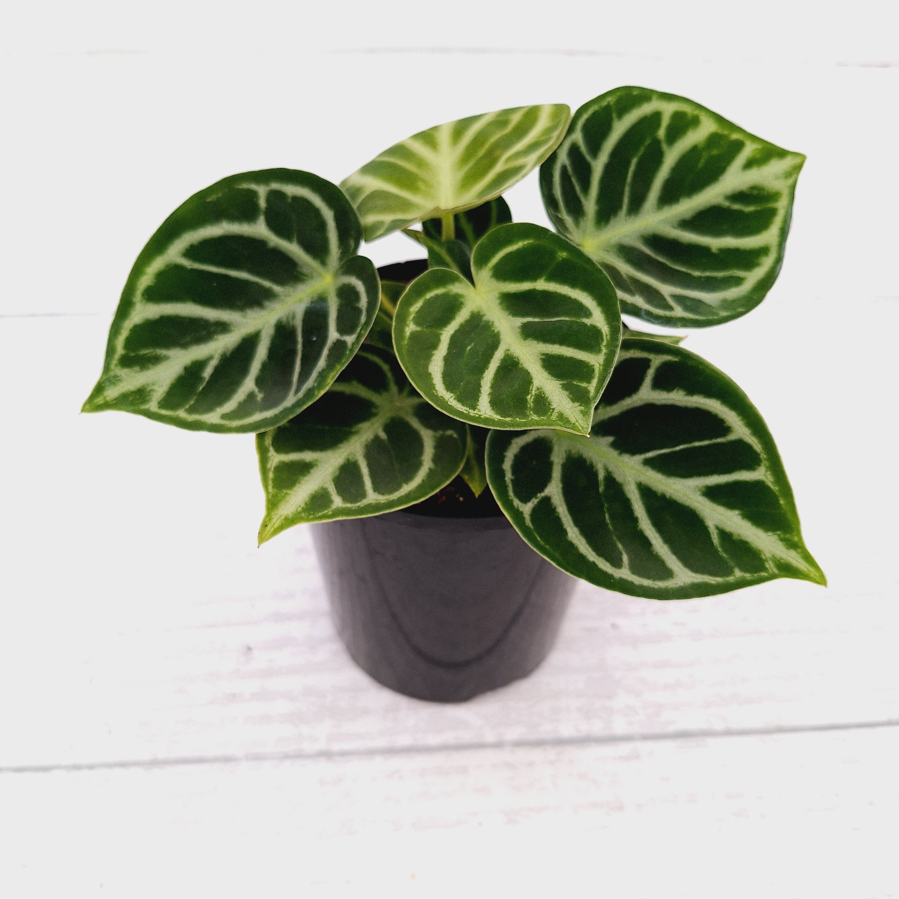 Anthurium 'Dorayaki'