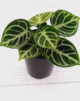 Anthurium Dorayaki