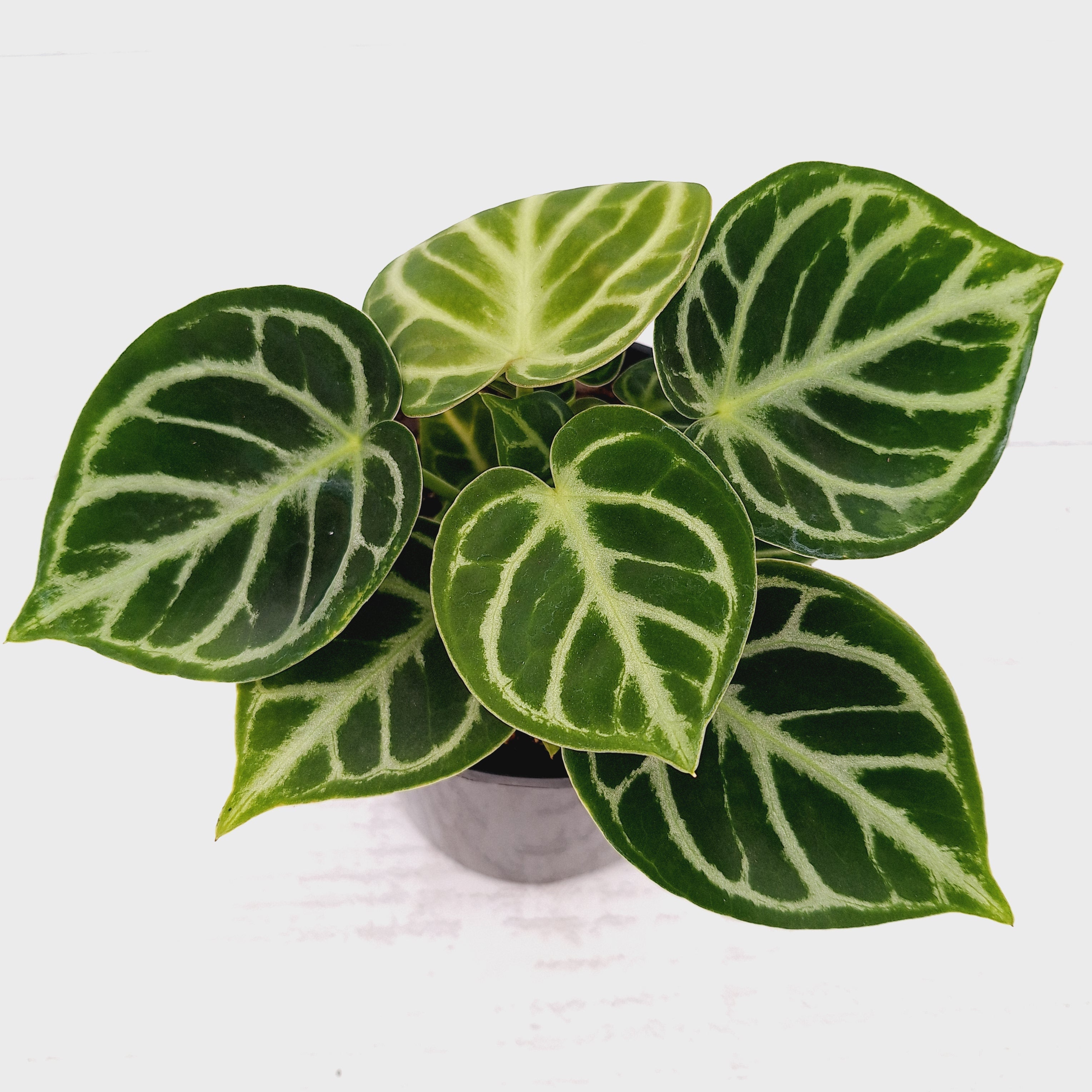 Anthurium 'Dorayaki'
