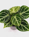 Anthurium Dorayaki