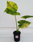 Alocasia Odora 'California Aurea Variegata'
