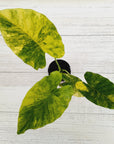 Alocasia Odora 'California Aurea Variegata'