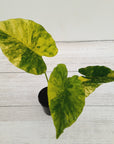Alocasia Odora 'California Aurea Variegata'
