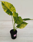 Alocasia Odora 'California Aurea Variegata'