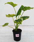 Alocasia Odora 'California Aurea Variegata'