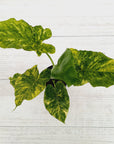 Alocasia Odora 'California Aurea Variegata'