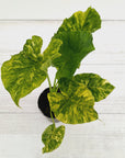 Alocasia Odora 'California Aurea Variegata'
