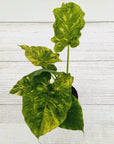 Alocasia Odora 'California Aurea Variegata'