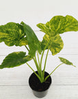 Alocasia Odora 'California Aurea Variegata'