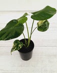Monstera Deliciosa Mint