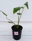 Monstera Deliciosa Mint