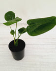 Monstera Deliciosa Mint