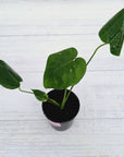 Monstera Deliciosa Mint