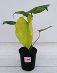 Monstera Deliciosa Mint