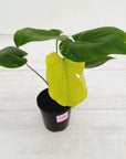 Monstera Deliciosa Mint