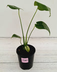 Monstera Deliciosa Mint